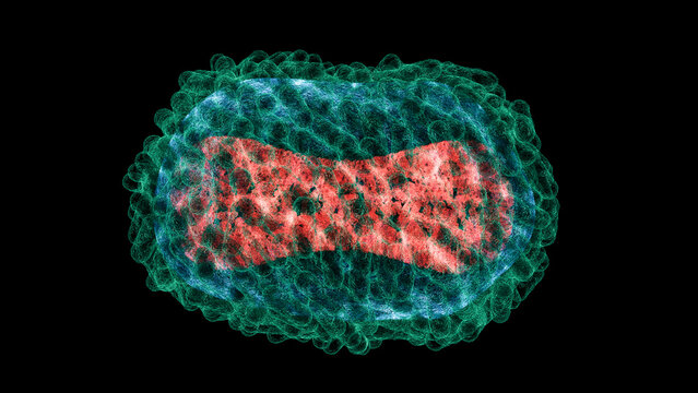 Monkeypox virus, illustration