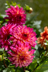 Dahlia flowers, Grandalia Sunrise and Dahletta Rachel varieties, in pots in a garden.  On a grass background