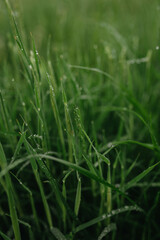 Fototapeta na wymiar Wet grass background soft focus. Green floral background.