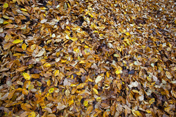 fallen foliage in autumn during leaf fall in cloudy weather