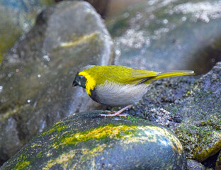 Cuban grassquit (Tiaris canorus) looks for food.