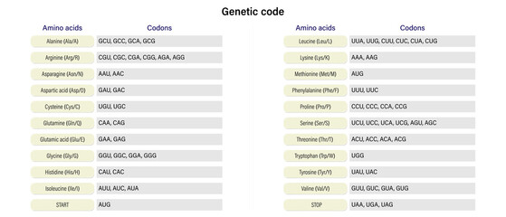 Amino acids and codons vector. Genetic code.