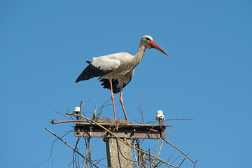 Beautiful one white storks Ciconia ciconia on a background of blue sky