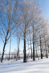 deciduous trees covered with snow in winter