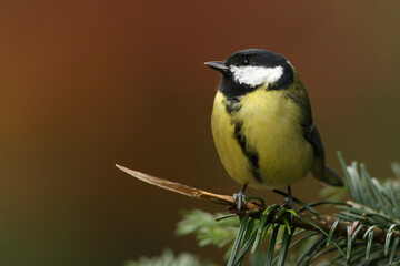 Portrait of a Great Tit perched on the branch of a pine tree
