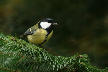 Portrait of a Great Tit perched on the branch of a pine tree

