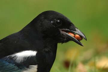 Portrait of an Eurasian Magpie with its beak full of nuts
