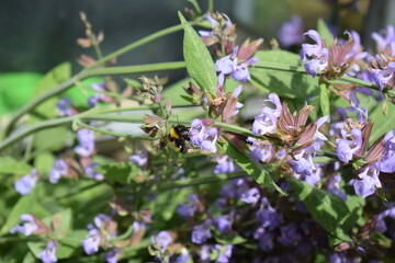 blühender Salbeibusch mit Hummeln