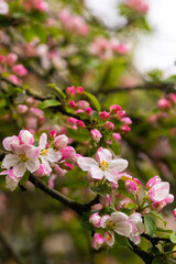 Fototapeta na wymiar Blooming apple tree in spring after rain