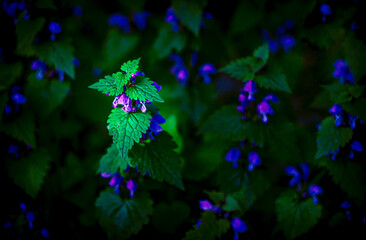Fototapeta na wymiar Artistic photo of wild flowers with glowing flowers on a dark background.