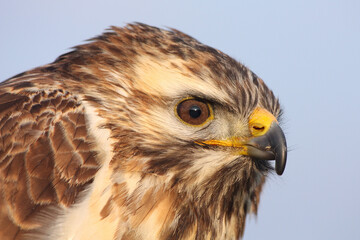 Portrait of a Common Buzzard against a blue sky
