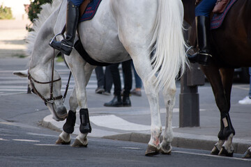 Garde républicaine à cheval patrouillant dans les rues de Paris - obrazy, fototapety, plakaty