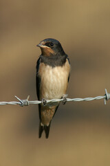 Portrait of a Barn Swallow perched on barbed wire
