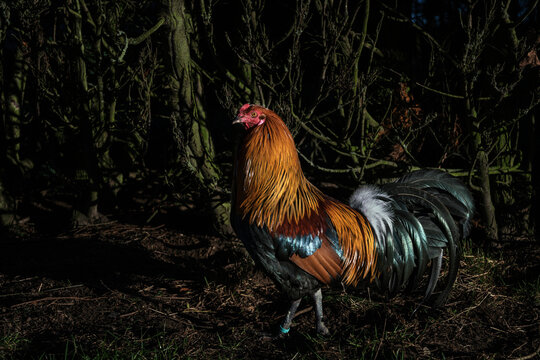 Beautiful rooster among branches at night
