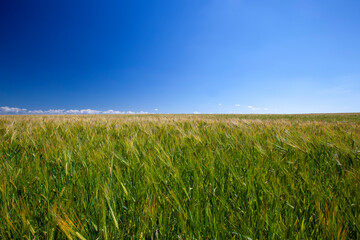 green cereal field with wheat in summer