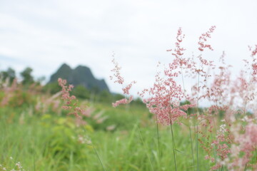 Fototapeta premium close up of grass with summer season abstract nature view background.