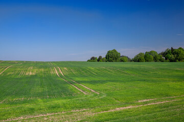 agricultural field where cereal wheat is grown