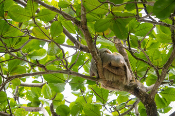 Baby sloth cuddles with mama sloth on a tree, two-toed sloth with long brown, grey hair, the...