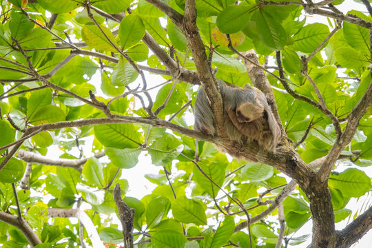 Baby sloth cuddles with mama sloth on a tree, two-toed sloth with long brown, grey hair, the slowest animals in the world, Cahuita National Park, Costa Rica