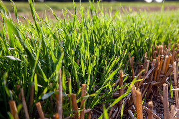 cereal plants during cultivation in the field in summer