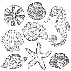 Vector set of line-art shells, seahorse and starfish. Freehand sketch for adult anti stress coloring book. Restaurant menu. © annakonchits