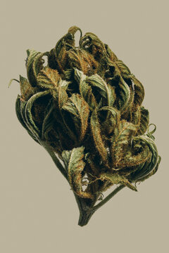 Close up green Cannabis bud
