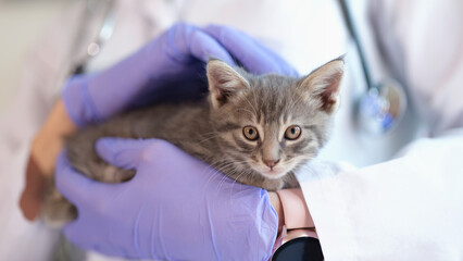 Doctor veterinarian keeps small kitten and medical services