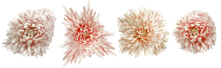 Light red  chrysanthemums flowers   on white isolated background with clipping path. Closeup..  Nature.