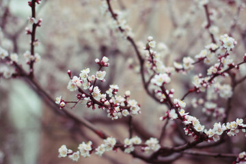 cherry blossom
