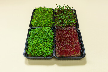 Four containers of growable microgreens. Green sprouts of sprouted seeds for eating. Flat lay.