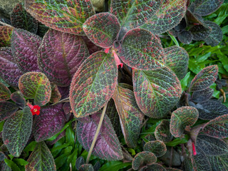An ornamental plant with brown leaves and red flowers, the name of the flower is Episcia cupreata, which comes from Africa