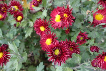 Carmine red and yellow flowers of Chrysanthemums in November