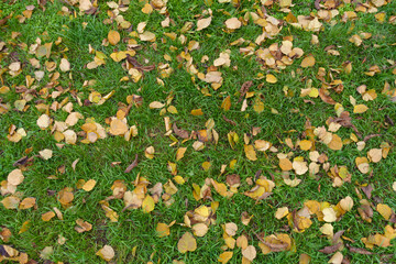 Background - brown fallen leaves of birch in the grass in mid November