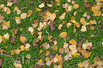 Close view of grass covered with fallen leaves of birch in mid November