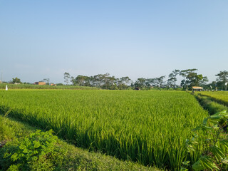 Fototapeta na wymiar The view of the rice fields in the afternoon the color of the rice is still green with a blue sky