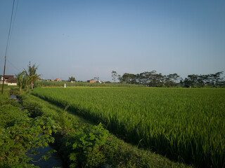 The view of the rice fields in the afternoon the color of the rice is still green with a blue sky