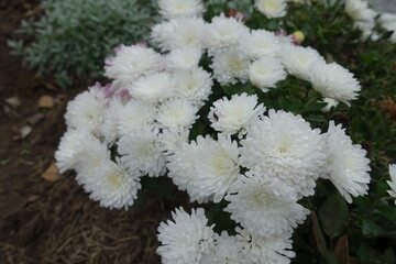 Showy white flowers of Chrysanthemums in October