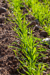 young wheat growing on the territory of an agricultural field