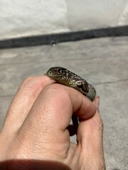 snake in hand