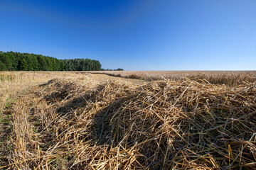 straw and stubble remaining after the harvest of cereals