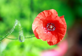 Brightly coloured Red Poppy in full flower against a bright vibrant green background