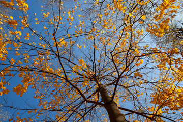 beautiful autumn nature with falling foliage in mid-autumn
