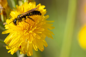 Bees collecting pollen from flowers. Collecting bees. Winged insects. Bee perched on a flower with red petals and yellow pistils.