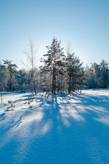 Peat swamp in winter.