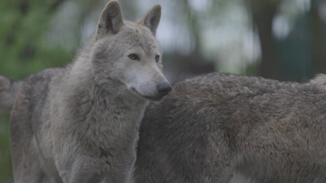 Portrait of a grey wolf Canis Lupus in summer forest. Portrait of Predator. Relationship and behavior of wolves. 4K slow motion, ProRes 422, ungraded C-LOG 10 bit video.