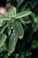 New garden plants in spring season