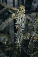 Clean and sharp ferns leaves green foliage natural floral fern background after the rain