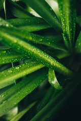 Closeup shot of green leaves with dewdrops