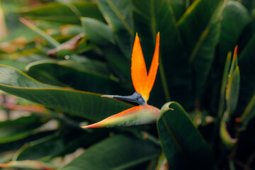 Beautiful Bird of paradise flowers shot in colour with close-up lens, very sharp and colourful image of these tropical orange and purple flora in a garden outside after rain