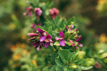 New garden flower plants grown in spring season